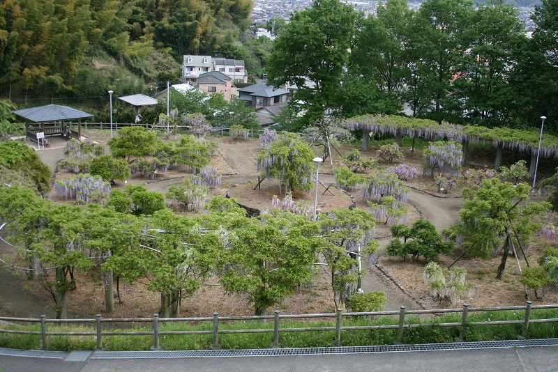 蓮花寺池公園にて　～花風車～_f0188177_9441571.jpg