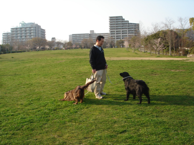 桜の公園へお散歩～♪_d0078080_23373926.jpg