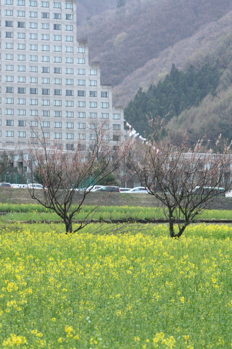 猪苗代周辺の桜　２００９年4月２５日_e0143883_5352474.jpg