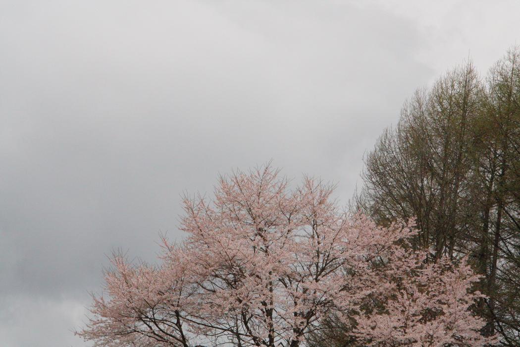 猪苗代周辺の桜　２００９年4月２５日_e0143883_5362168.jpg