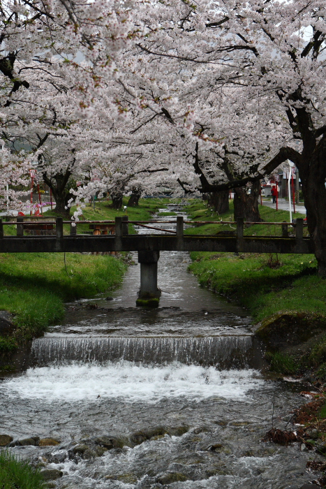 猪苗代周辺の桜　２００９年4月２５日_e0143883_5412826.jpg