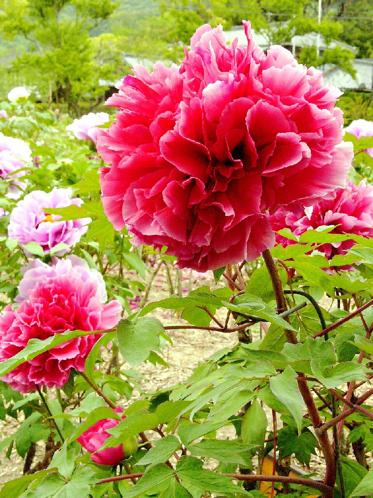 c0193187_23305140.jpg
