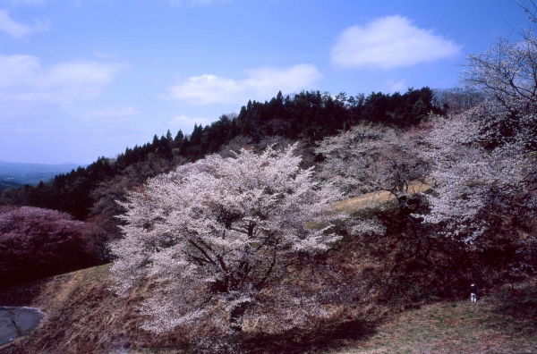 北関東　馬鹿男的桜花画像_c0179688_1484494.jpg