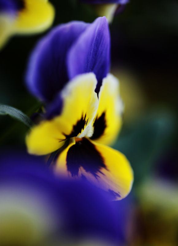 Viola_f0195893_7402035.jpg