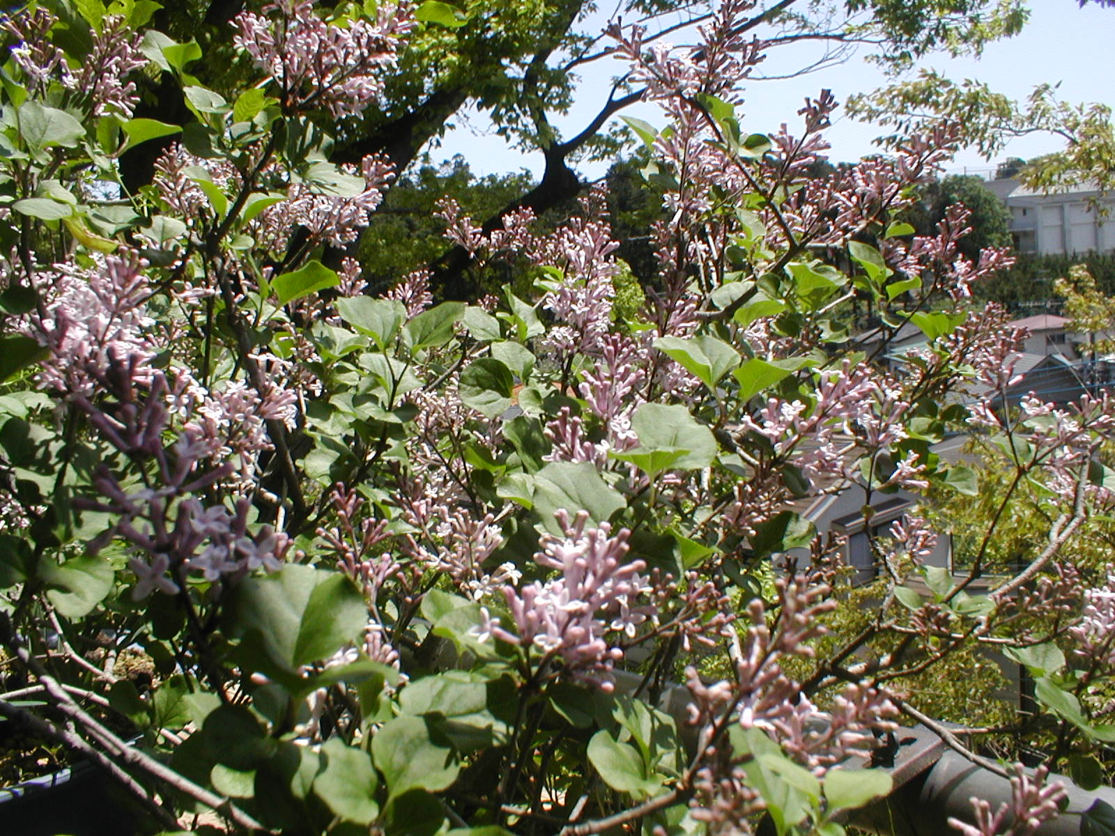 春は、野にいっぱいの花束をかかえて_e0116694_223927.jpg