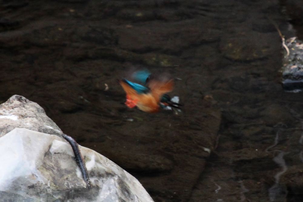 ISO1600,ss1/320の水浴び_b0024798_5475563.jpg