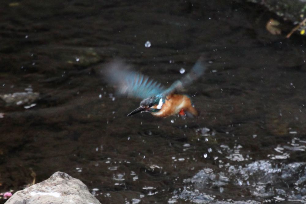 ISO1600,ss1/320の水浴び_b0024798_5482481.jpg