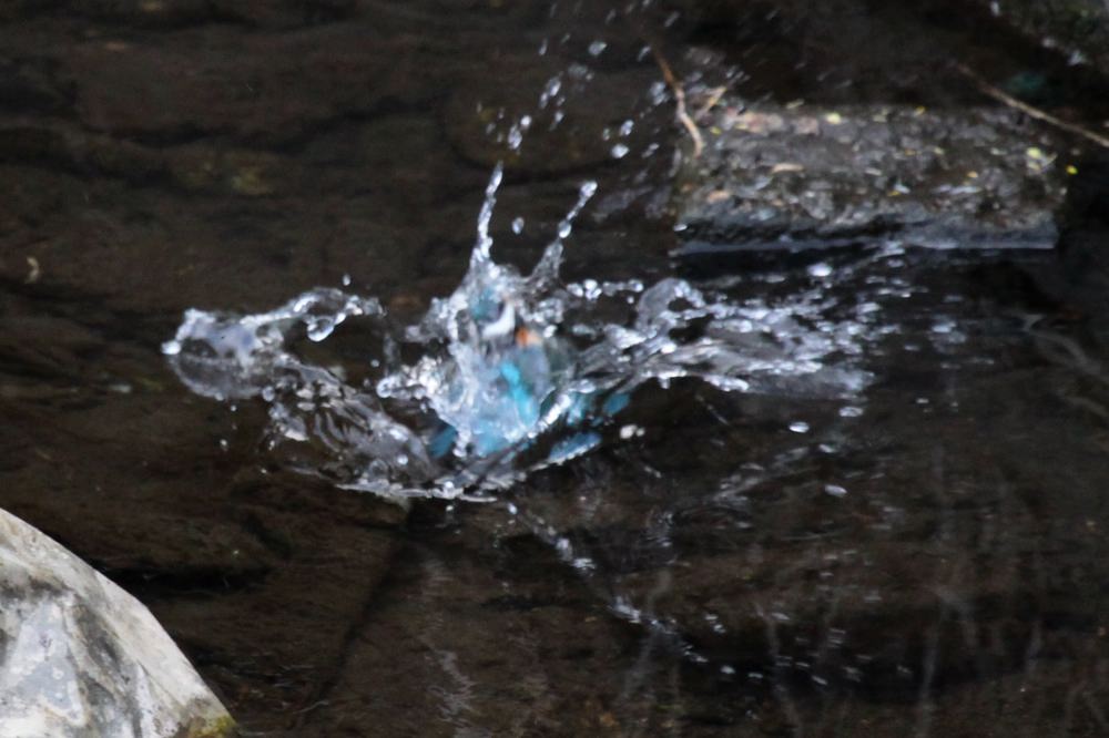 ISO1600,ss1/320の水浴び_b0024798_548414.jpg