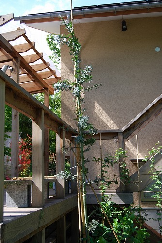 c0124100_15324943.jpg