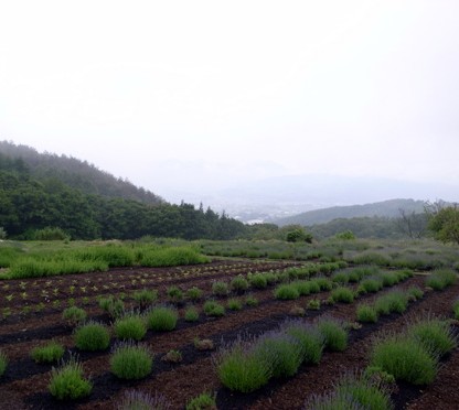 e0043700_21364798.jpg