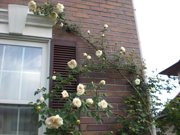 e0163202_1834521.jpg