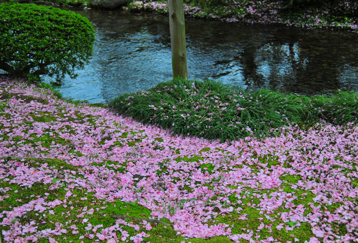 八重桜_b0158403_13283592.jpg