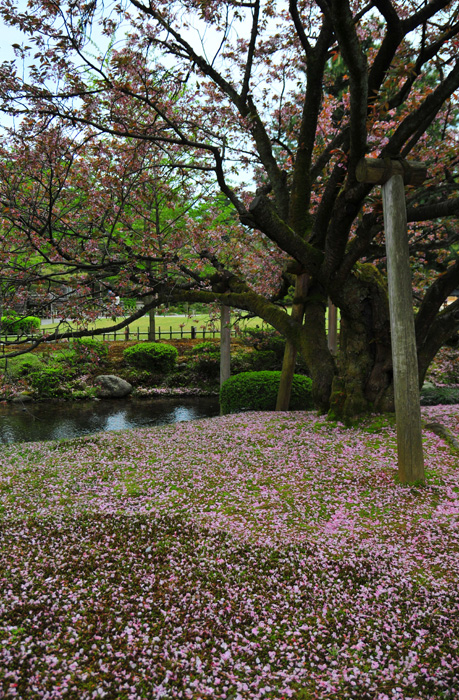 八重桜_b0158403_1329261.jpg