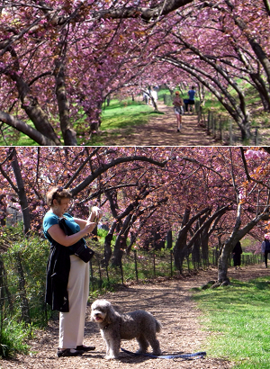 セントラルパークの穴場スポット Wildlife Corridor (桜のトンネル編)_b0007805_12533716.jpg
