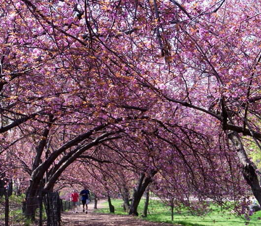 セントラルパークの穴場スポット Wildlife Corridor （桜のトンネル編）_b0007805_13225374.jpg