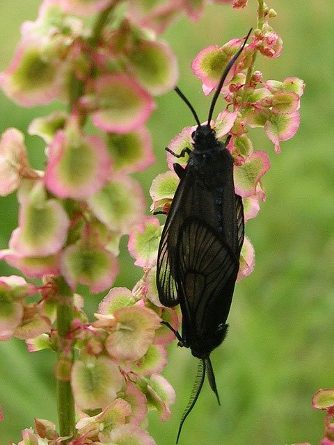 黒い羽の１５mmぐらいの蟲を沢山見ました 昆虫ブログ むし探検広場