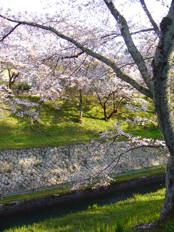 桜　～三井寺と琵琶湖水～_c0173719_184112.jpg