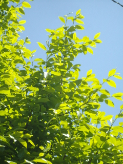 c0172620_1629537.jpg