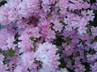 c0172620_16383655.jpg
