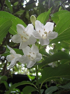 f0139520_15562751.jpg
