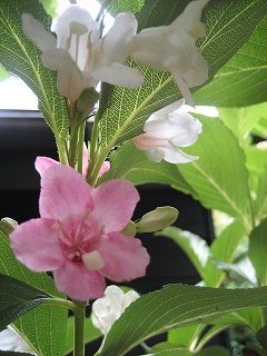 f0139520_15564477.jpg
