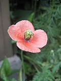 f0139520_17144758.jpg