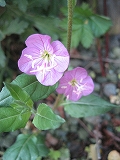 f0139520_171459.jpg