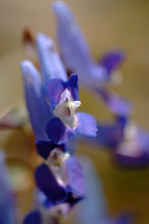 春の花～エゾエンゴサク_f0116528_20381615.jpg