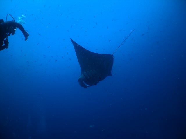 １０月１０日〜１５日　ペリリュー島　ダイビング_d0044629_0163466.jpg