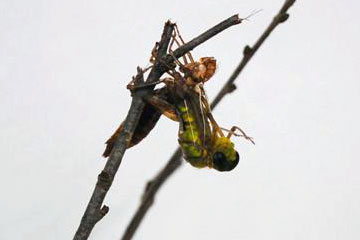 f0177529_11455450.jpg