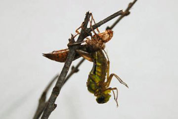 f0177529_1146225.jpg