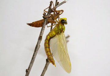 f0177529_1147015.jpg