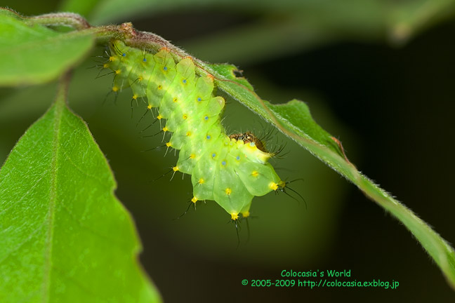 ヤママユガの幼虫 Colocasia S Photo World