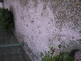 c0153044_814103.jpg