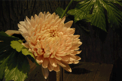 f0159844_1741390.gif