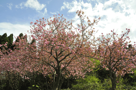 倶利伽羅の八重桜_c0093046_19351498.gif