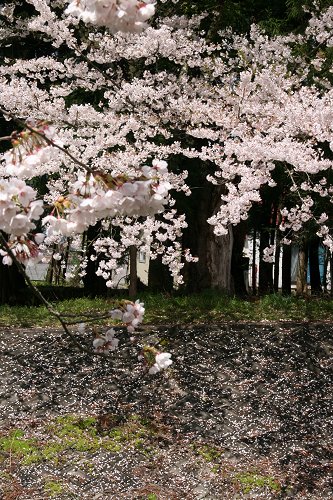 観音寺川の桜_f0048546_6145635.jpg