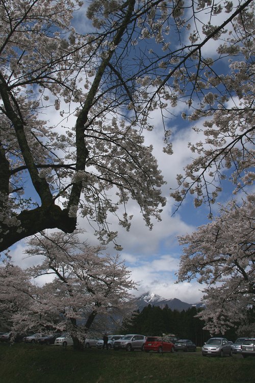 観音寺川の桜_f0048546_6151139.jpg