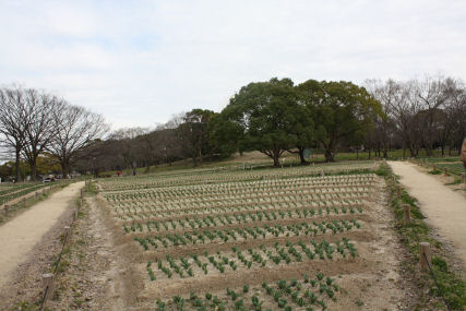 万博公園 チューリップフェスタとロハスフェスタ_c0073649_14162369.jpg