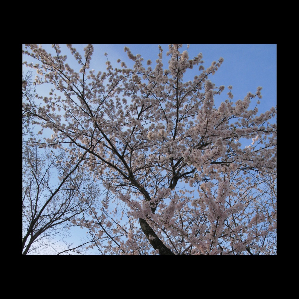 ～　SAKURA　in GAPPO-PARK　～_b0115253_23202493.jpg