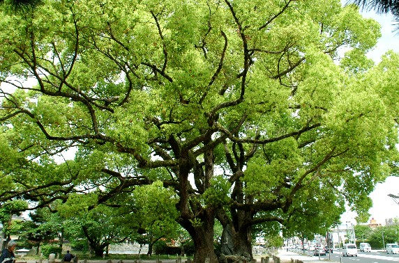 　　和歌山城散歩　　１６年前、２００９年４月撮影_b0093754_00133.jpg