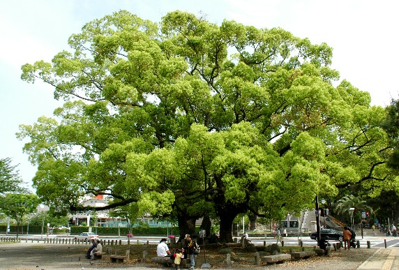 　　和歌山城散歩　　１６年前、２００９年４月撮影_b0093754_23593044.jpg