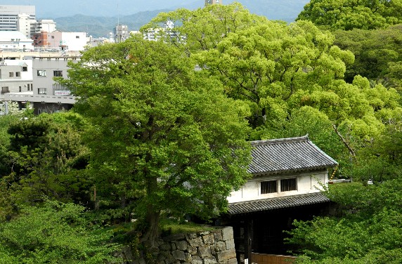 　　和歌山城散歩　　１６年前、２００９年４月撮影_b0093754_23595468.jpg