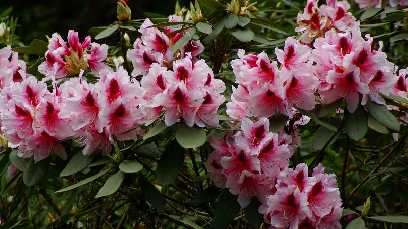 石楠花 （宇治 京の花寺 三室戸寺の石楠花 ）  (2009年04月29日)_c0119555_2173682.jpg