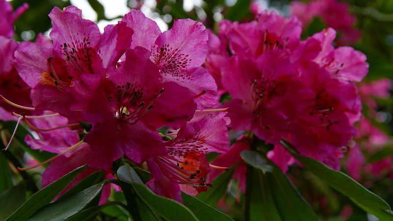 石楠花 （宇治 京の花寺 三室戸寺の石楠花 ）  (2009年04月29日)_c0119555_2182617.jpg