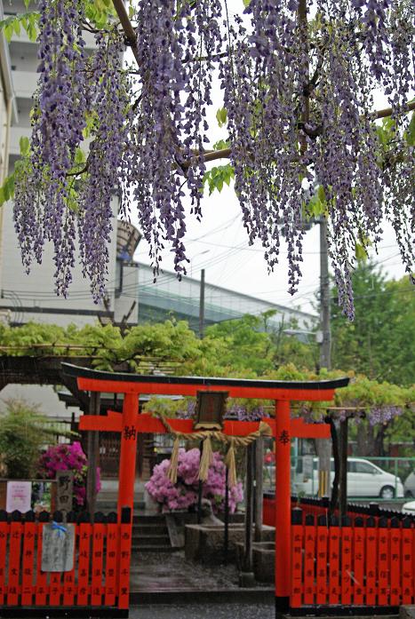 「野田ふじ」発祥の地・福島区玉川の春日神社_b0063958_2137664.jpg