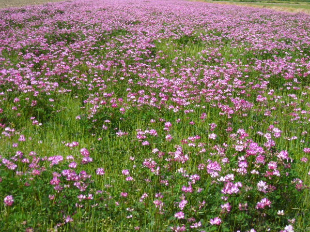 c0185858_1633817.jpg