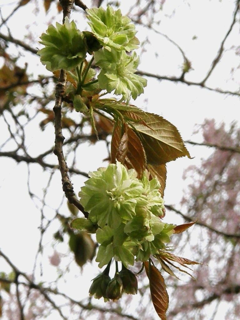e0064158_23371982.jpg