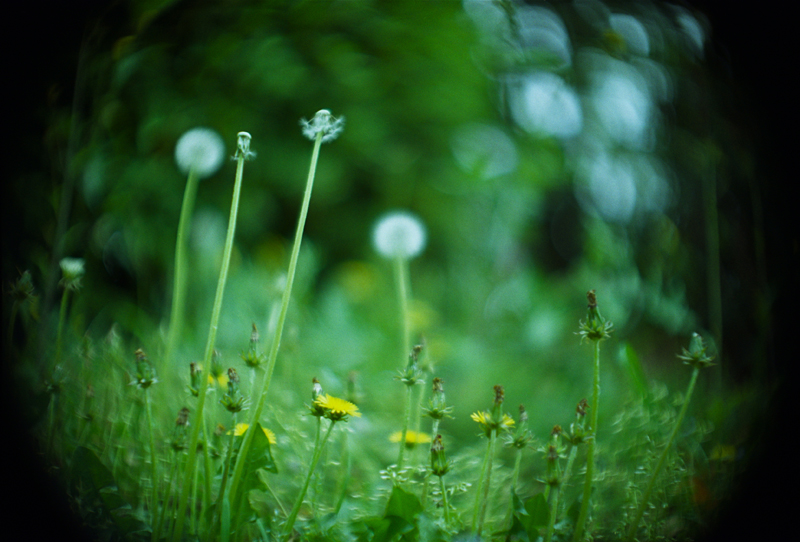 Schneider Xenon 50mm F0.95 をフルサイズで。_e0135059_1621678.jpg