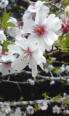 今年見た桜 花図鑑 ３_f0082659_321893.jpg